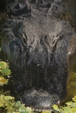 American Alligator 049