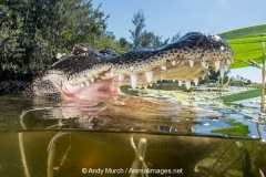 American Alligator 052