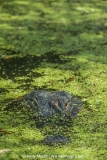 American Allligator 099