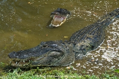 American Allligator 109