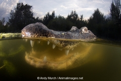 American Allligator 143