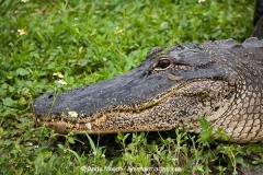 American Allligator 171