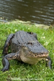 American Allligator 175