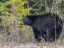 American Black Bear