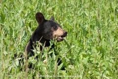 American Black Bear 006