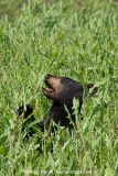 American Black Bear 011