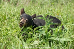 American Black Bear 013