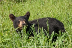 American Black Bear 017