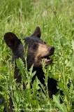 American Black Bear 020
