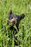 American Black Bear 026