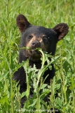 American Black Bear 028