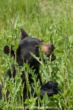 American Black Bear 034