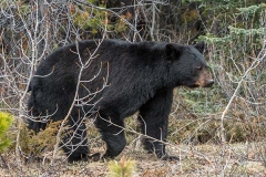 American Black Bear 063
