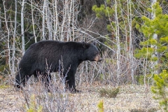 American Black Bear 068
