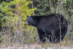 American Black Bear 070