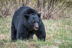American Black Bear 078