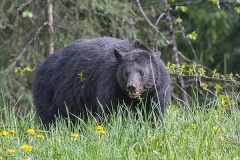 American Black Bear 079