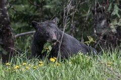 American Black Bear 082