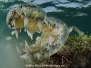 Crocodilians