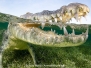 American Crocodile