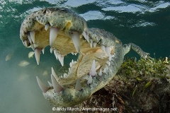 American Crocodile 287