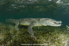 American Crocodile 322