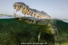 American Crocodile 380