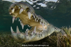 American Crocodile 403