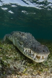 American Crocodile 423