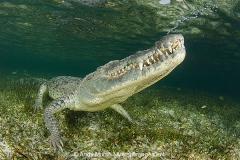 American Crocodile 445