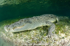 American Crocodile 459