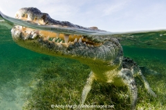 American Crocodile 505