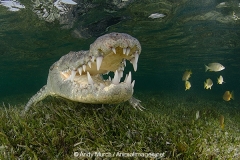 American Crocodile 510