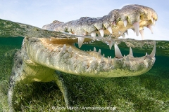 American Crocodile 519