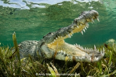 American Crocodile 579
