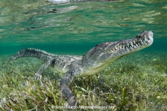 American Crocodile 624