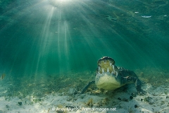 American Crocodile 751