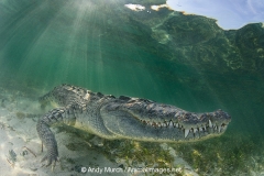 American Crocodile 755