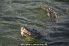 American_Crocodile_760