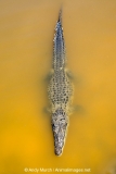 American Crocodile 828