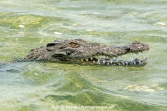American Crocodile 835
