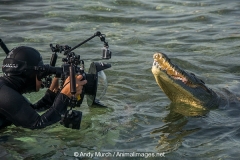 American Crocodile 837