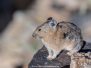 American Pika