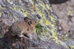 American Pika 001
