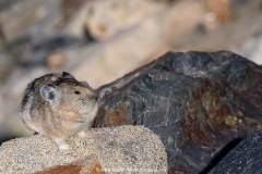 American Pika 004