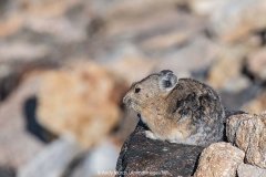 American Pika 005
