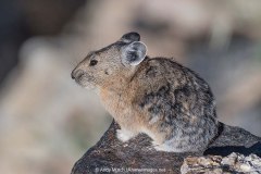 American Pika 007