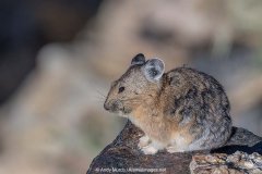 American Pika 008