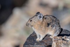 American Pika 009