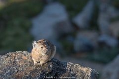 American Pika 012